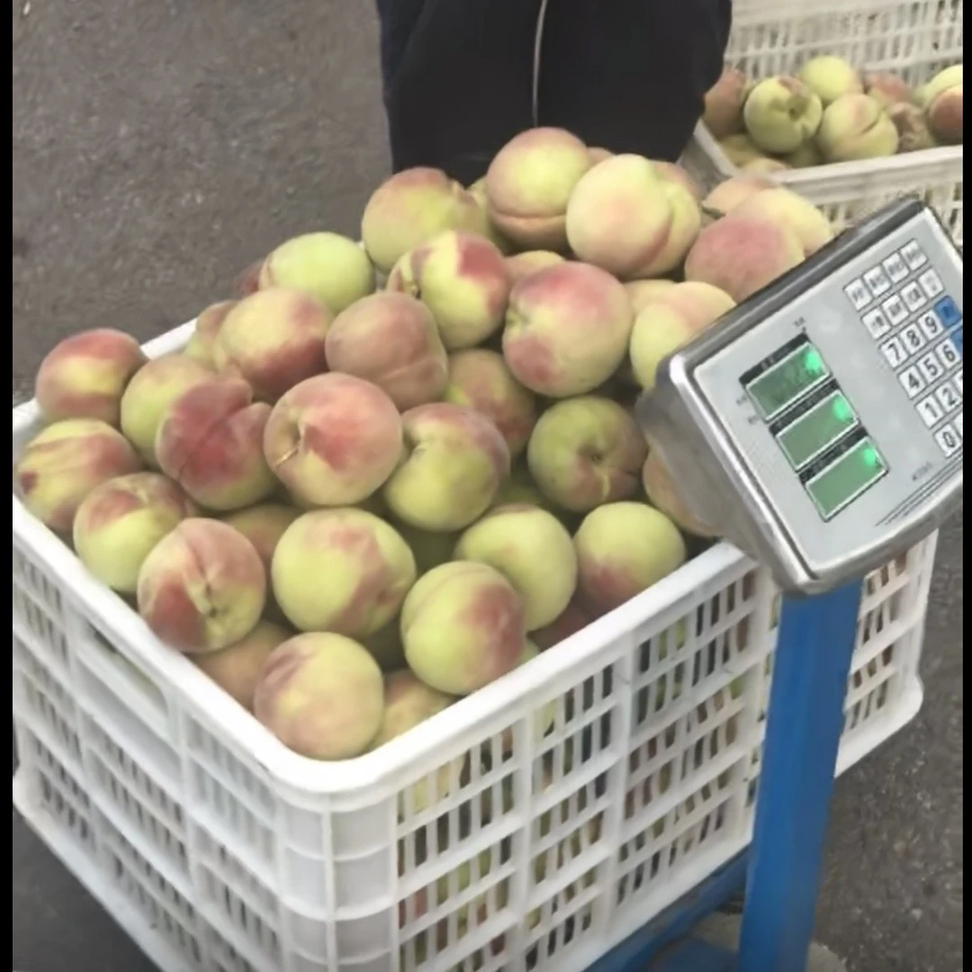 早迎秋密，离核红毛桃