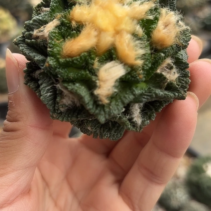 袖蒲苗接落地仙人球96