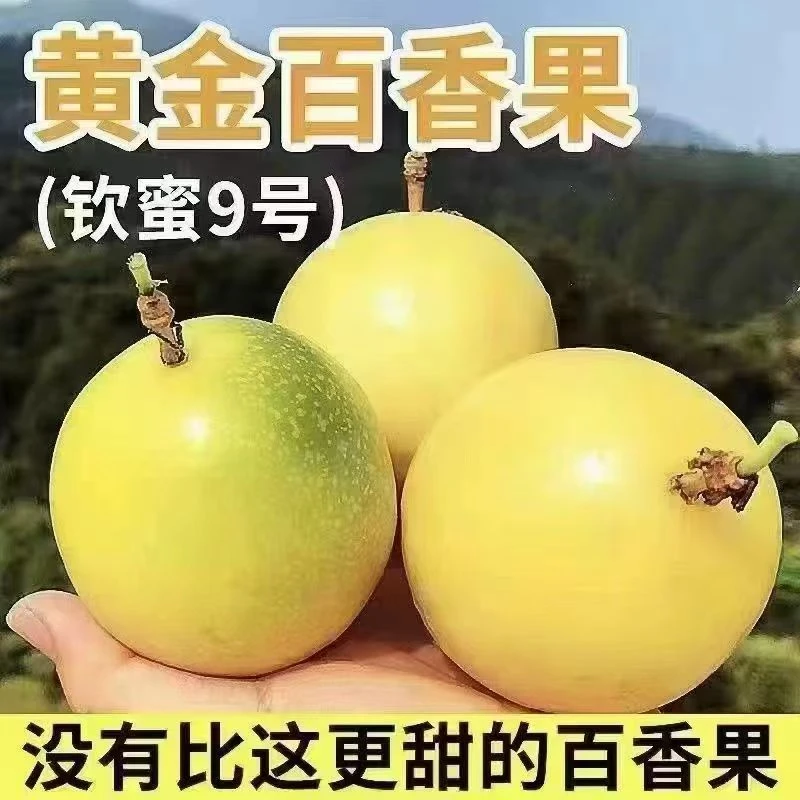 当季钦蜜9号百香果新鲜水果,甜度高,钦蜜9号的甜度稳定在16-20度