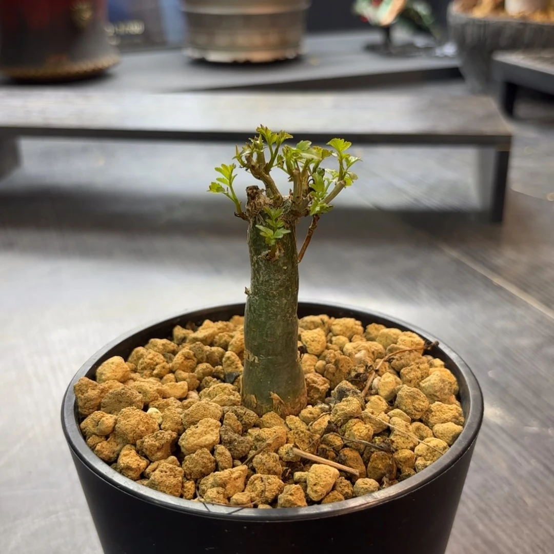 小叶芳香带盆土h