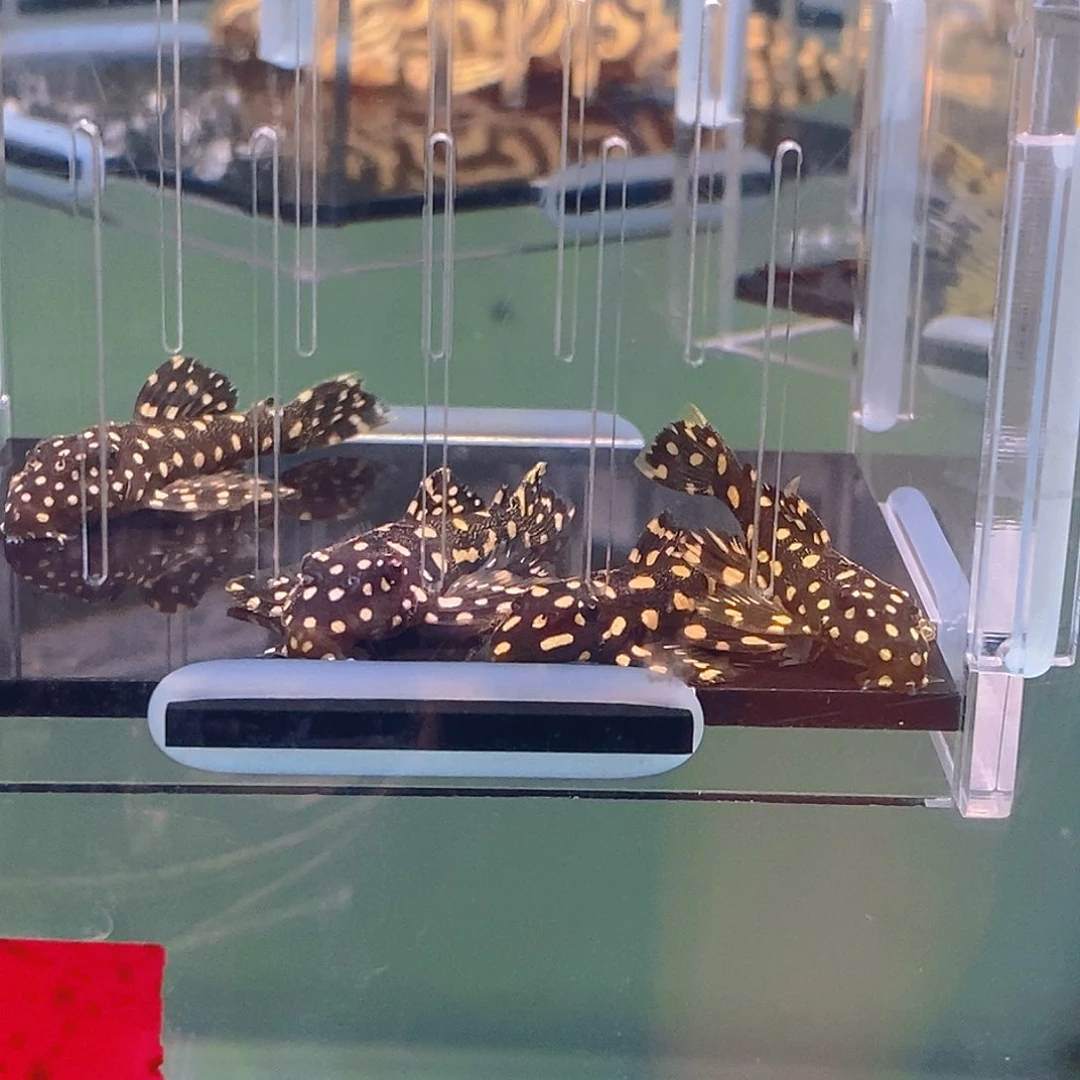 清道夫鱼龙钻异型23号