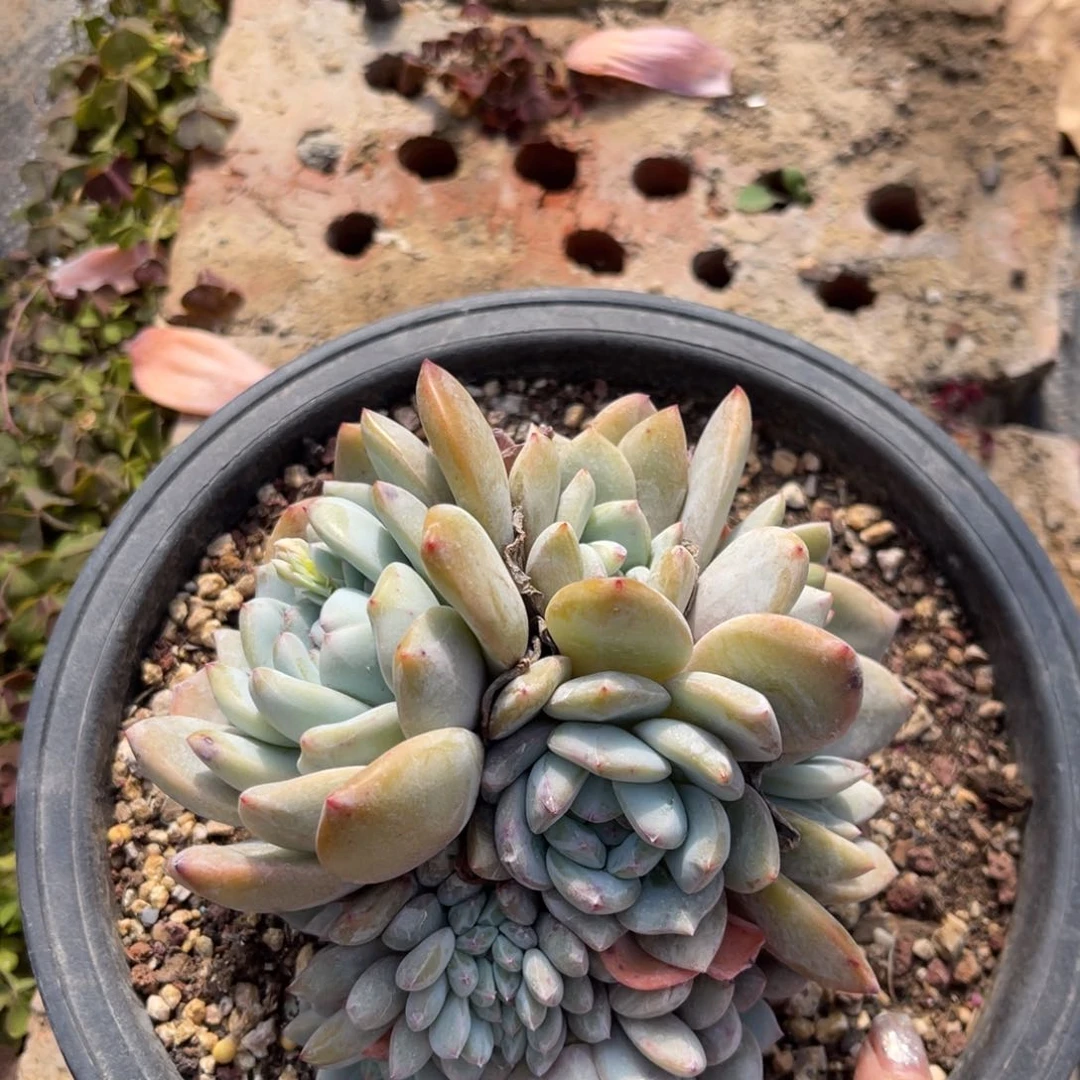 【闪购商品】简**生111