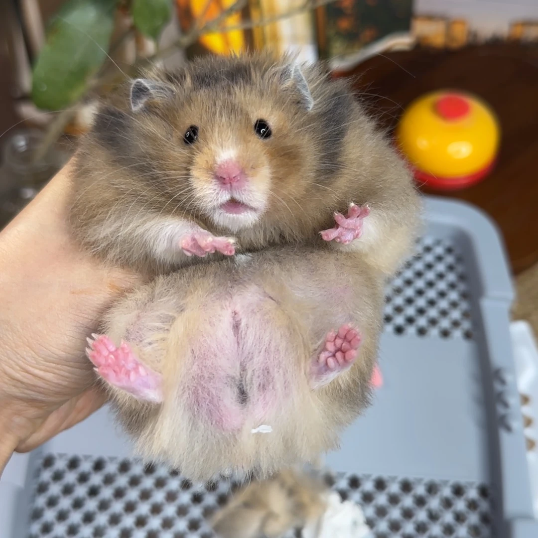 虎纹弟弟9.18生日