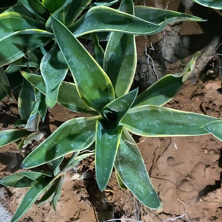 潮流植物鹦鹉嘴龙舌兰