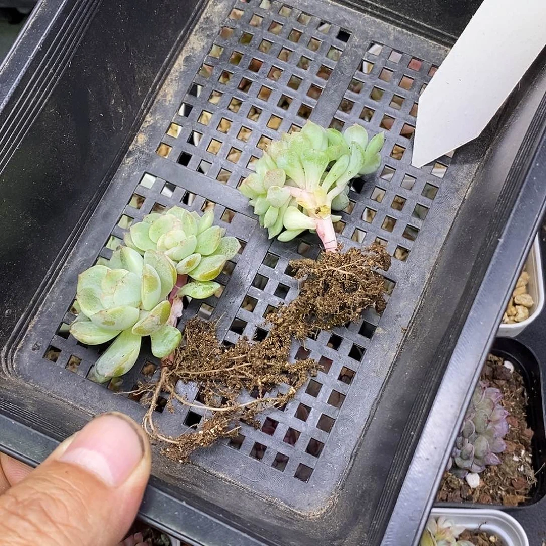 13号白恋缀和白恋朵朵