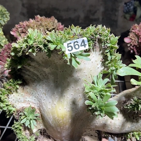 人***果多肉植物一个妖564