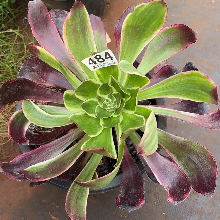 484紫焰捧花掌心多肉法师锦不包侧枝断枝