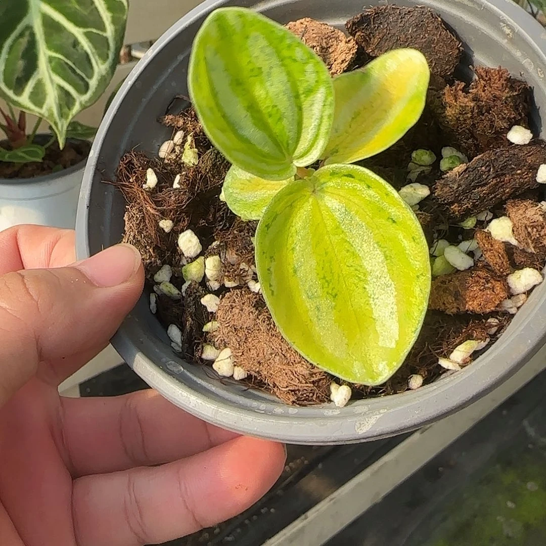 无花朵荧光西瓜焦草锦
