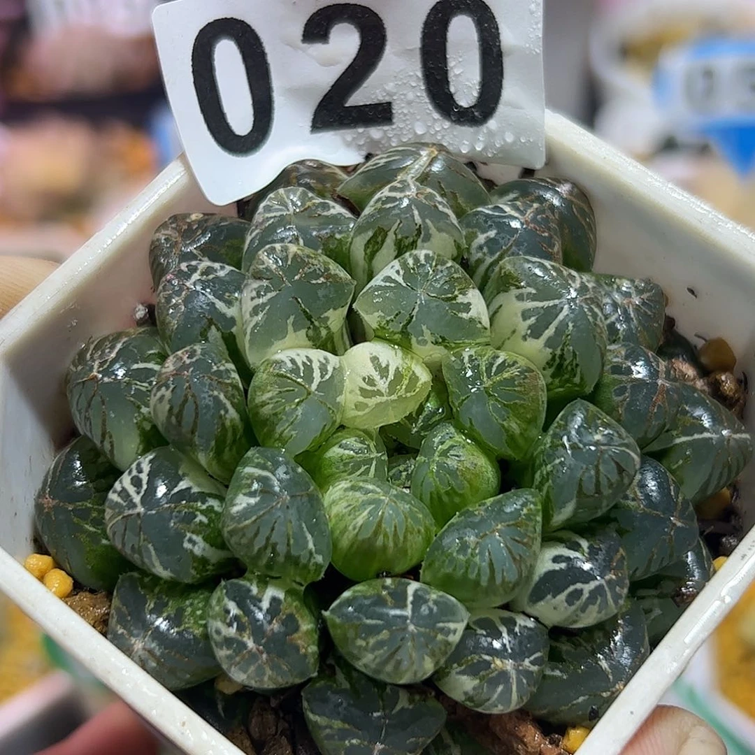 塑料皮锦十二卷多肉植物满