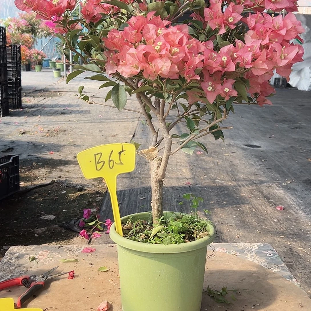 半***塘大部分花苞少量开放B65卡亚塔