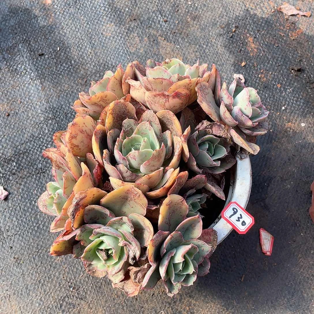 930花蝴蝶一物一拍多肉