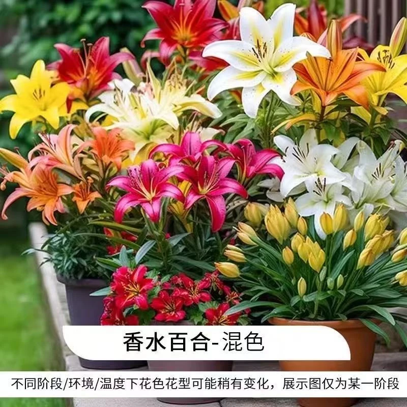 进口香水百合种球四季开花室内外阳台多头百合耐寒好养重瓣种植