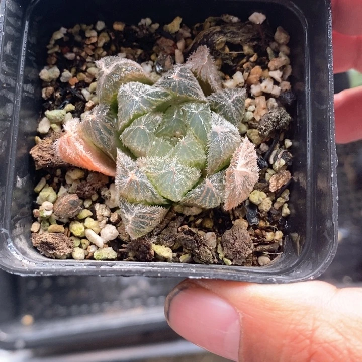 实生梦露一颗。随机发货。 福利。