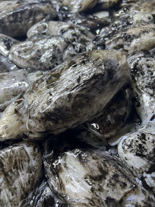 新鲜海捕目鱼 墨鱼 舟山码头直发4-6两/只 独立包装 3斤5斤装