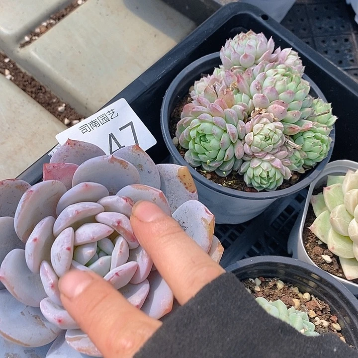 147 多肉植物盆栽花卉植物