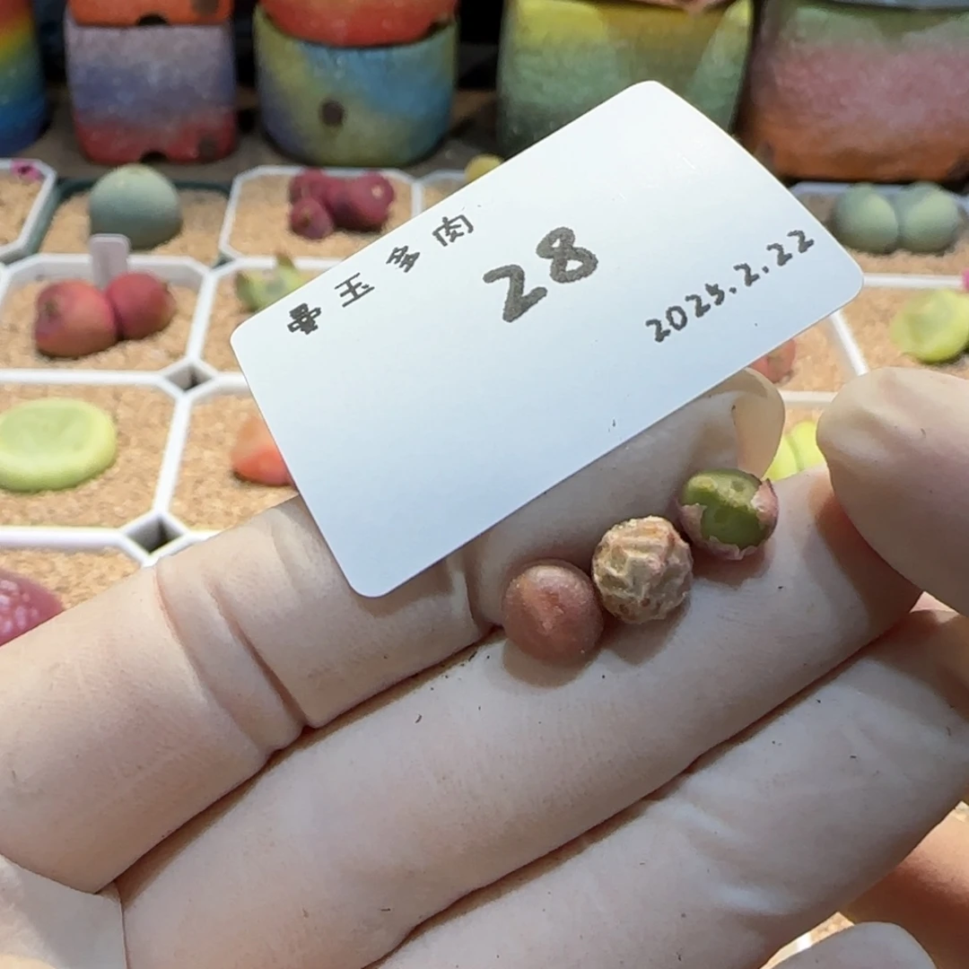 ?*多肉多肉多肉2.22-028