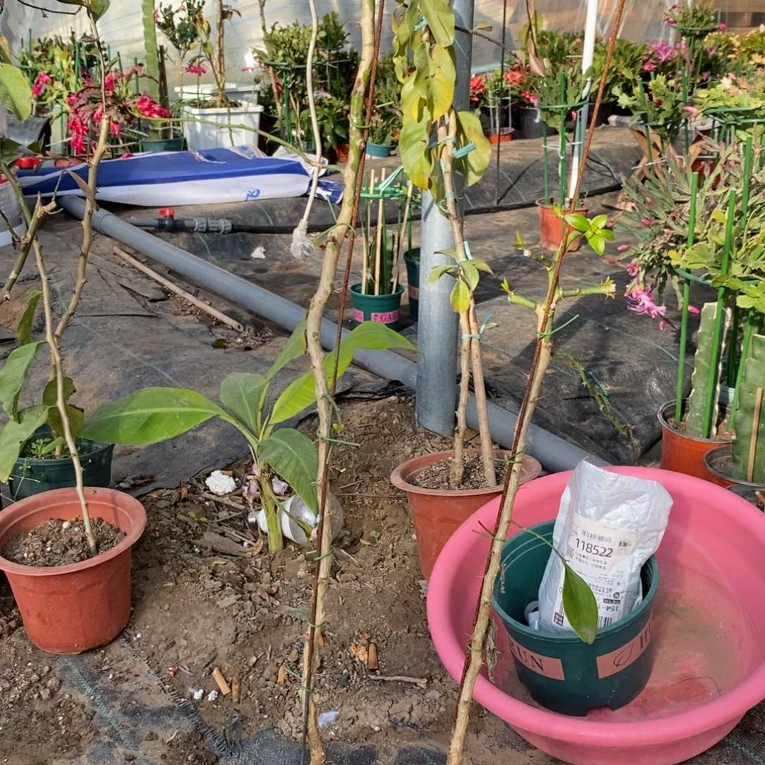 云**朵月之桂嫁接砧木一物一拍