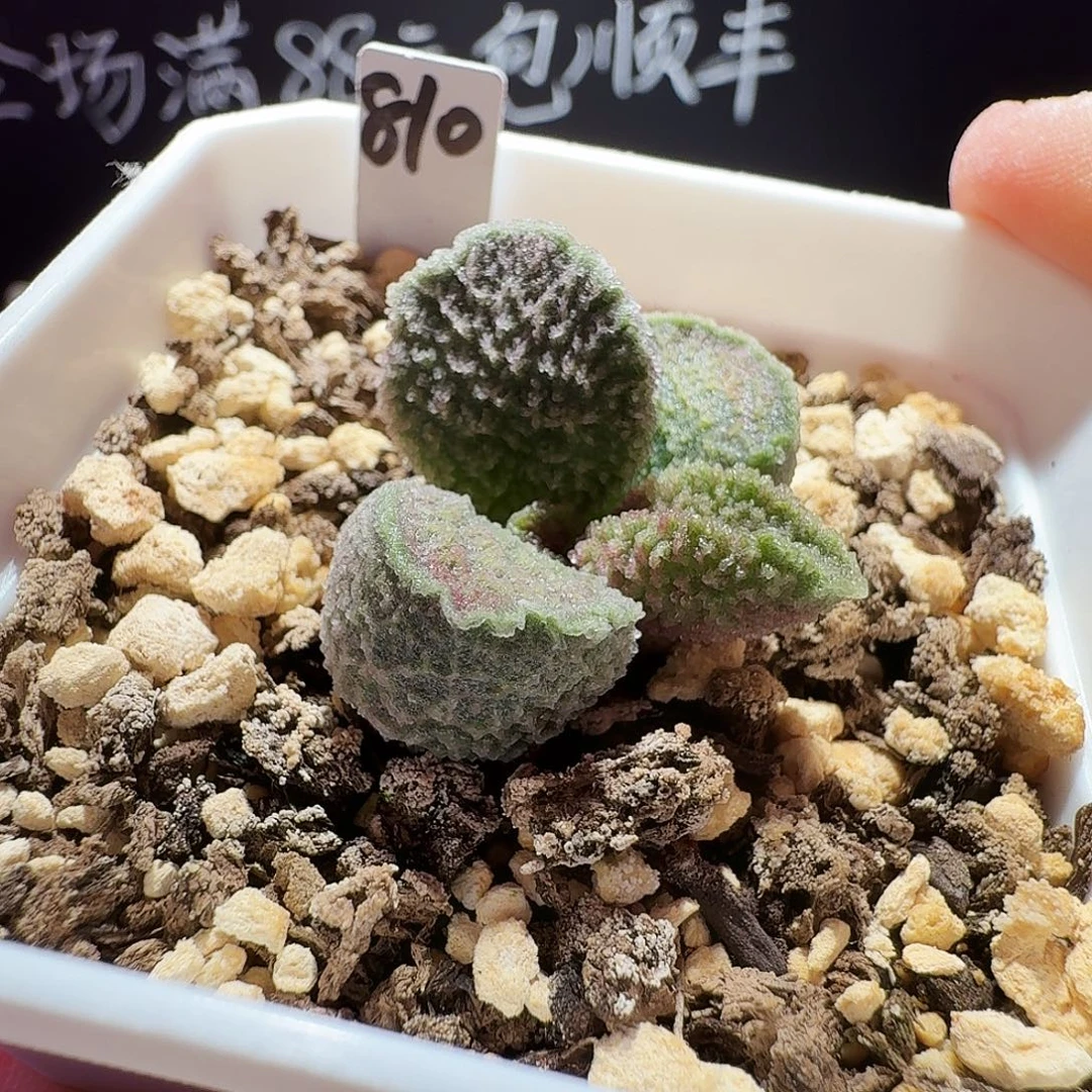 明***月实生水泡，带盆发货，满88包顺丰
