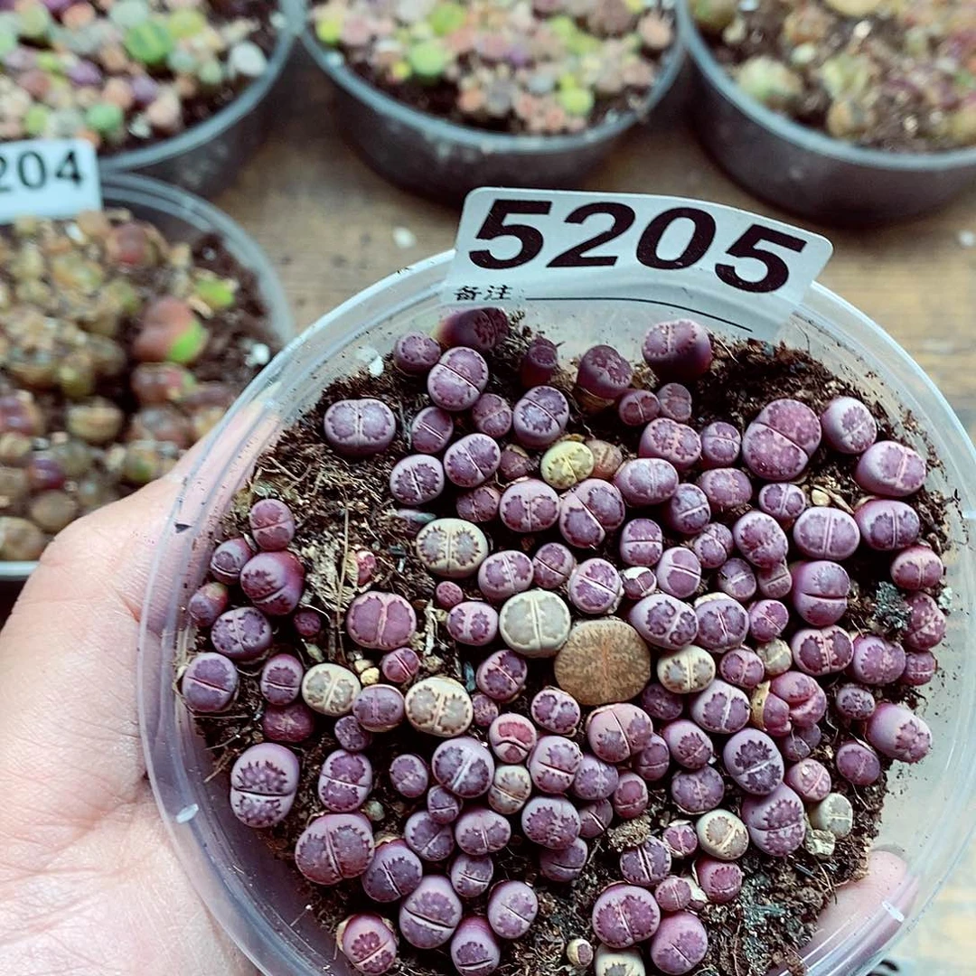 5205啦啦啦啦啦啦