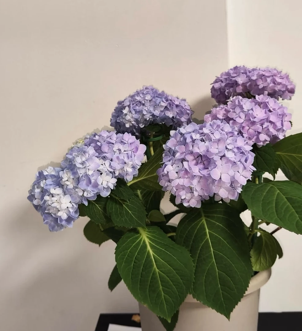 无尽夏绣球花大花绣球盆栽四季开花耐热易养护适合阳台庭院种植