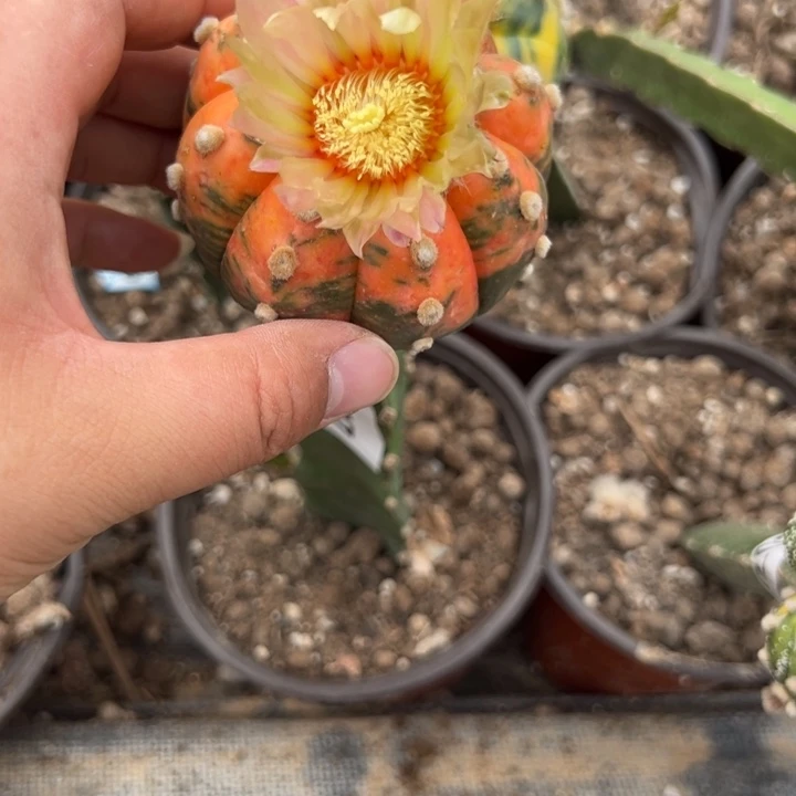 用****0苗接兜锦仙人球2017号