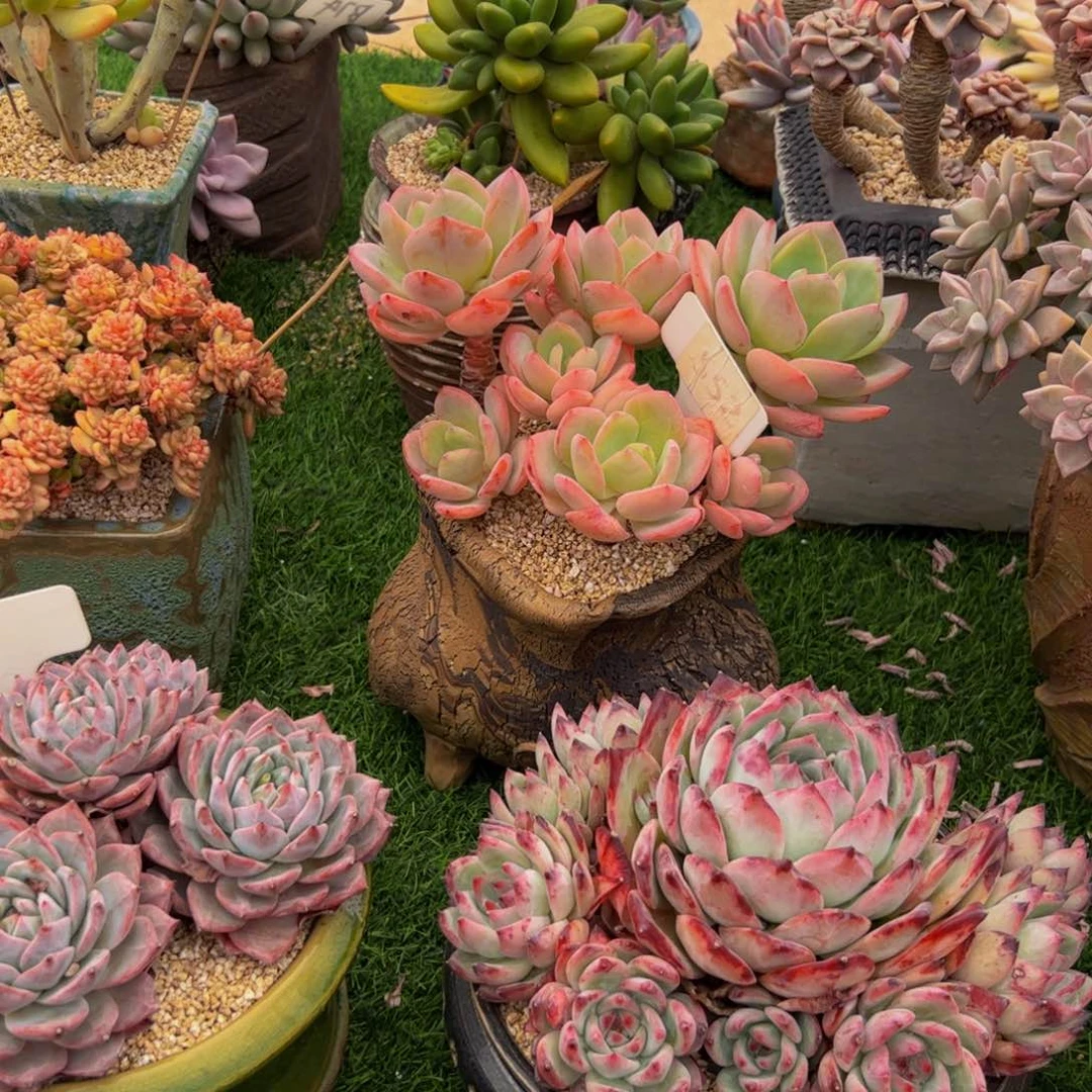 花*子白月光多肉植物