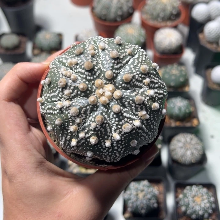 兜球竞拍不退不换