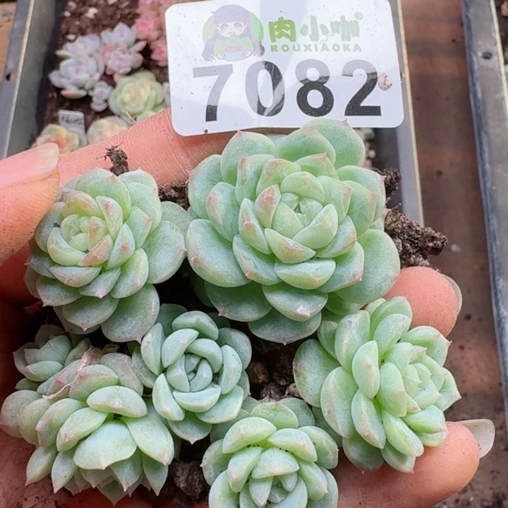 多肉植物多肉植物