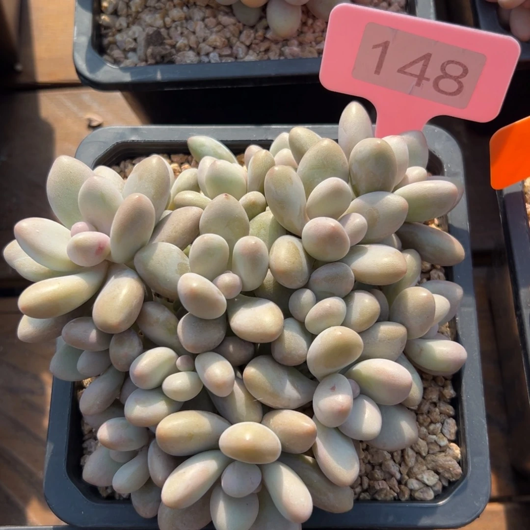 蜜多丽美人111111111111111111