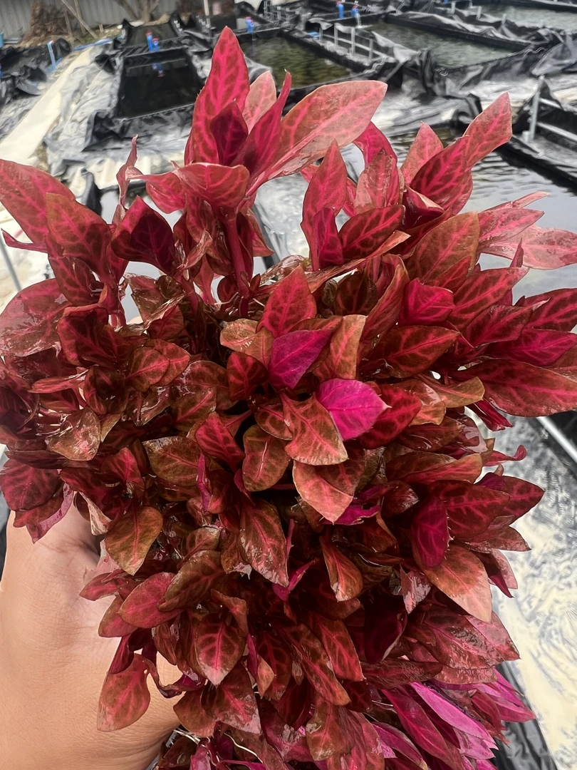 【豹纹血心兰】纯水下叶无菌杯培育坨草无需水草泥的水草中后景水草