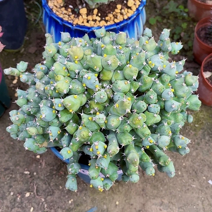 完全开放丘夕大戟裸根22cm