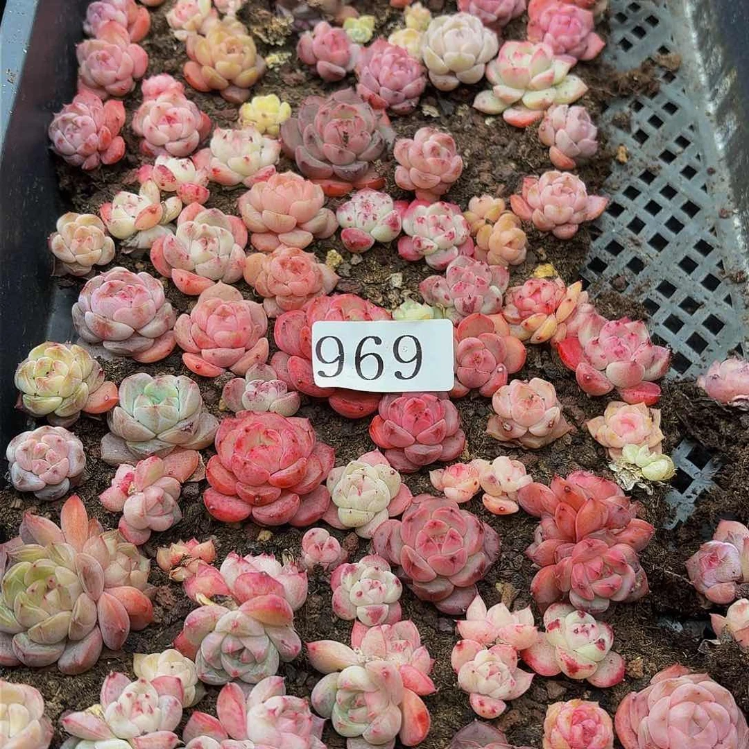 粉****?多肉植物多肉植物969