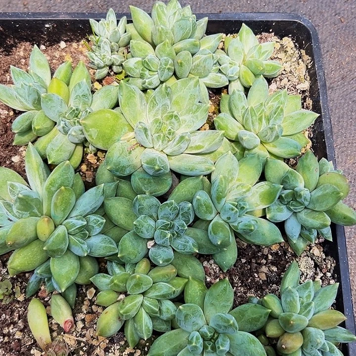 10颗美人系列多肉植物