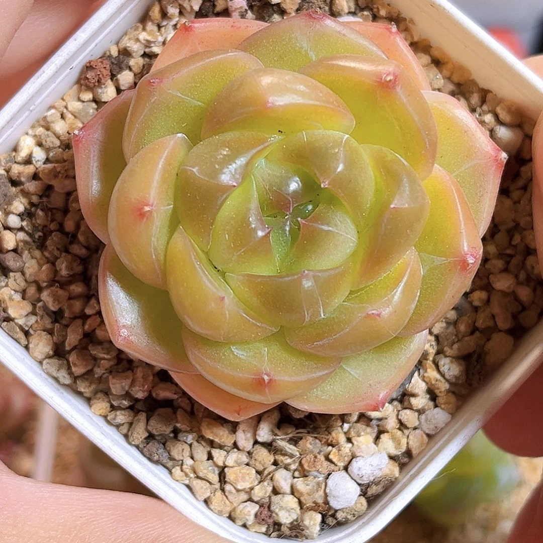 F88一物一拍 珍珠泪