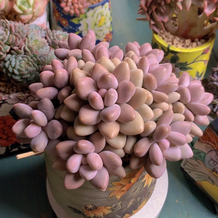 米朵丽自然老桩无砍