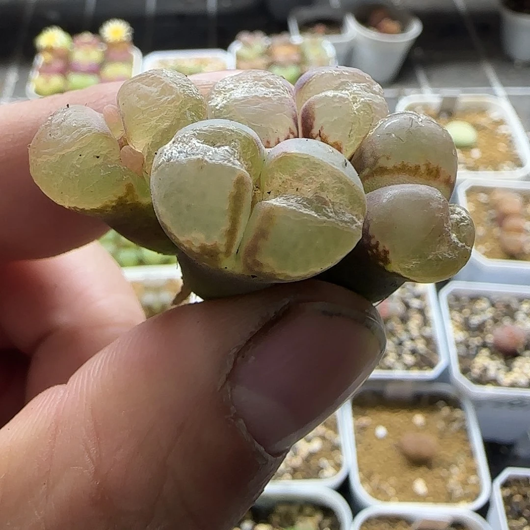 大型红风铃炸窗福利