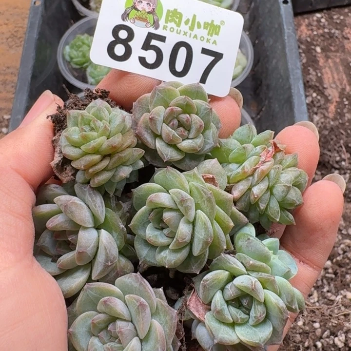 当前无花朵，栽培后可花朵多肉植物多肉植物