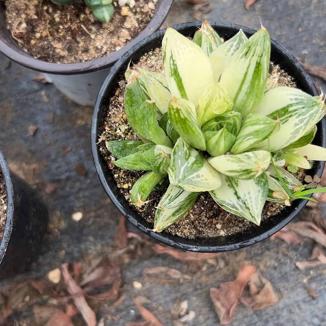 多肉植物宝草锦群