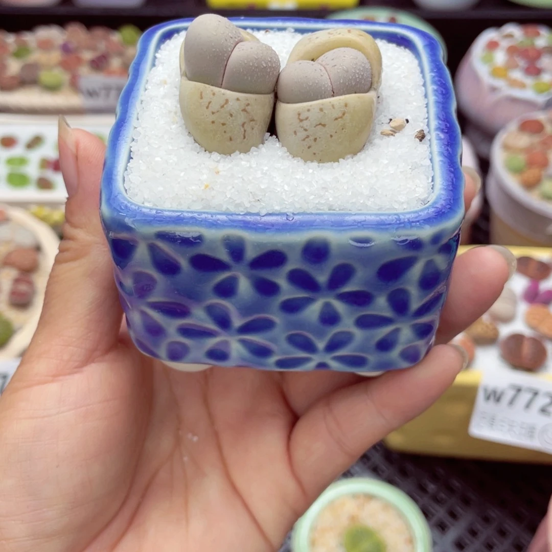 妤***眠w7729 带盆土发货一物一拍