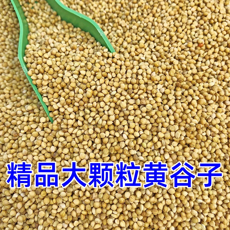 新黄谷子虎皮牡丹玄凤中小型鹦鹉鸟粮鸟食鸟饲料批发谷子