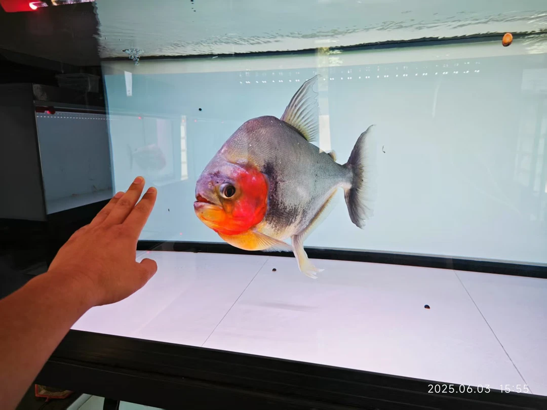 直播间选鱼，一鱼一拍专用链接