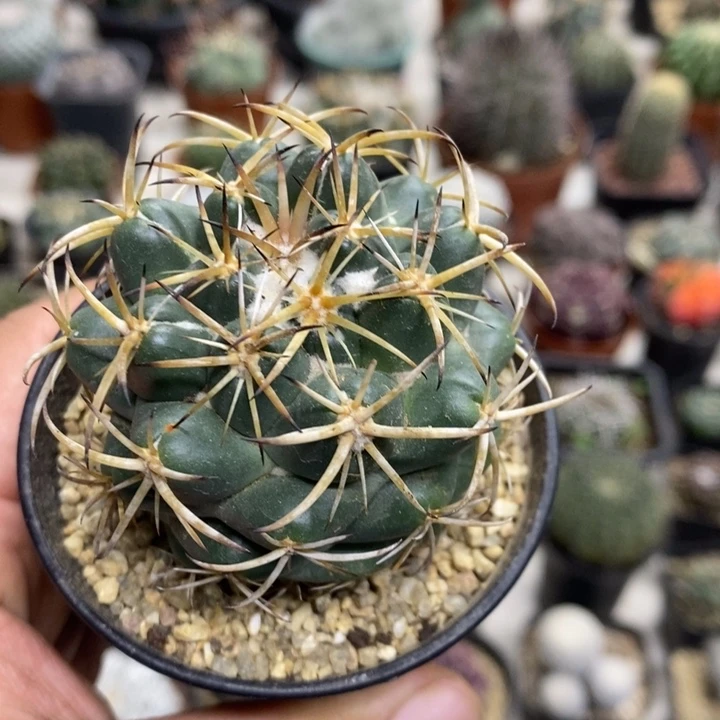 实生天丝象牙特价