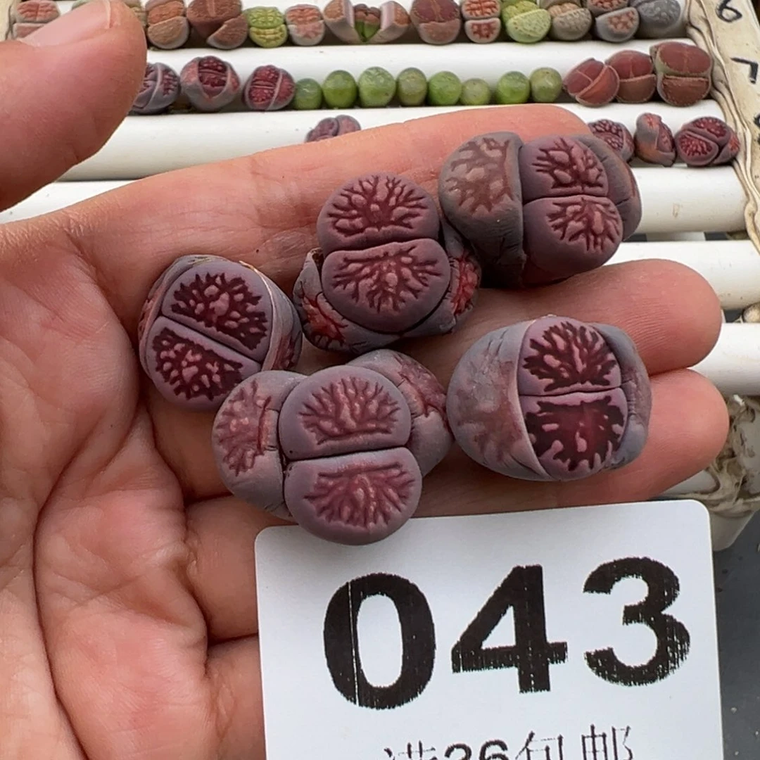 笨**?3.6好看的多肉脱土发货043