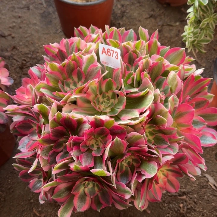 粉女巫673多肉植物冠服30