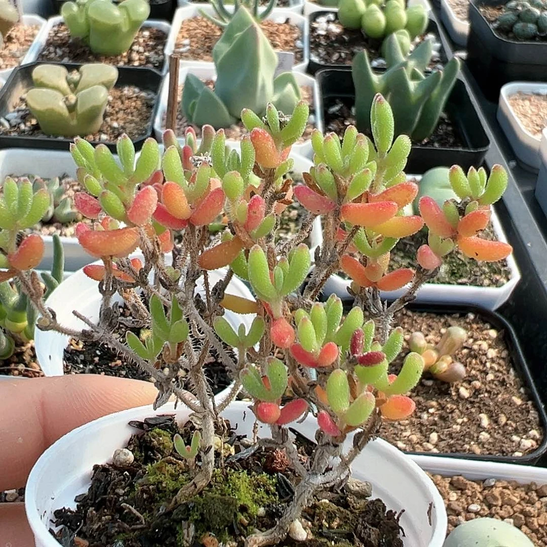 紫**夏实生红宝石 多肉肉锥