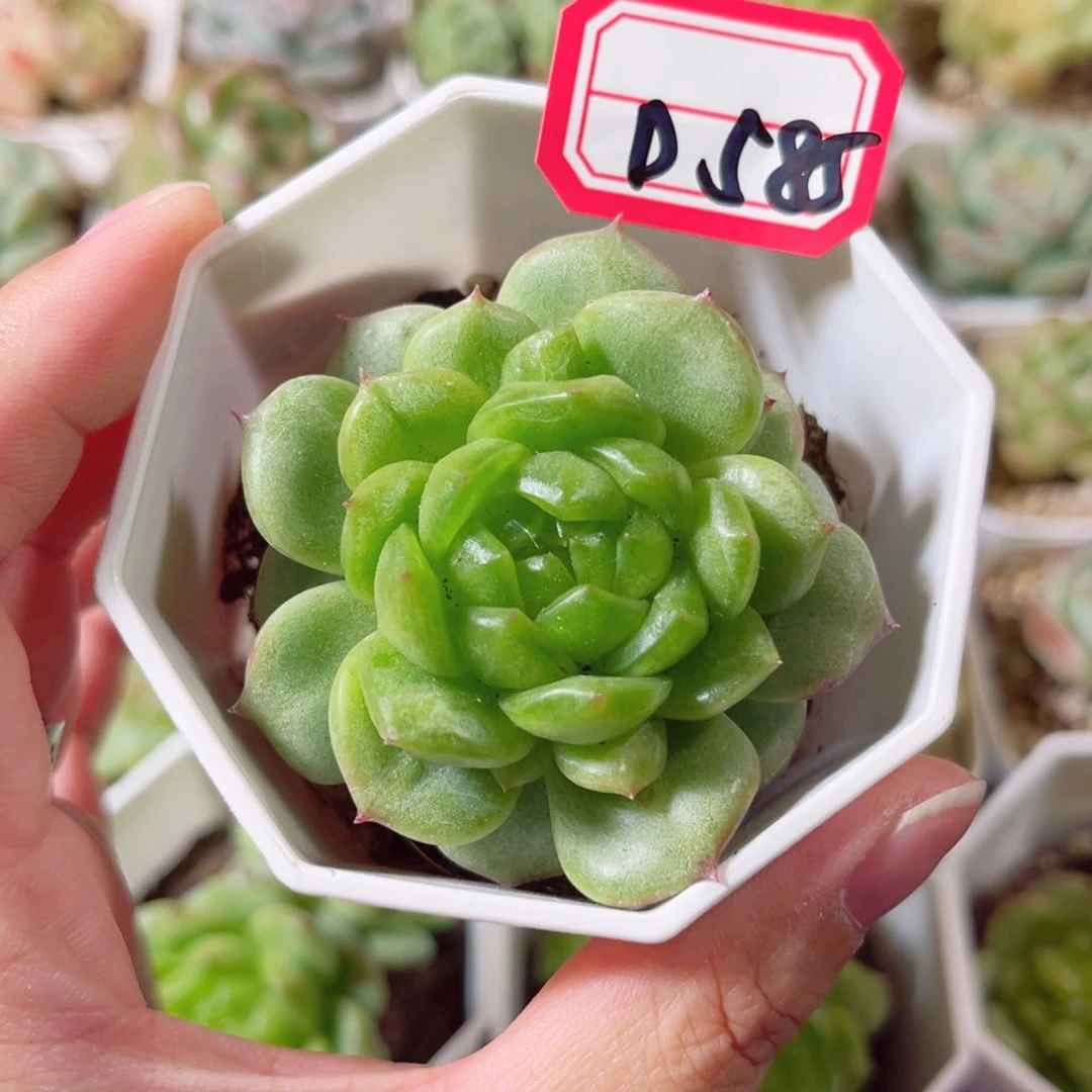 D585 一物一拍 18包邮 灯泡