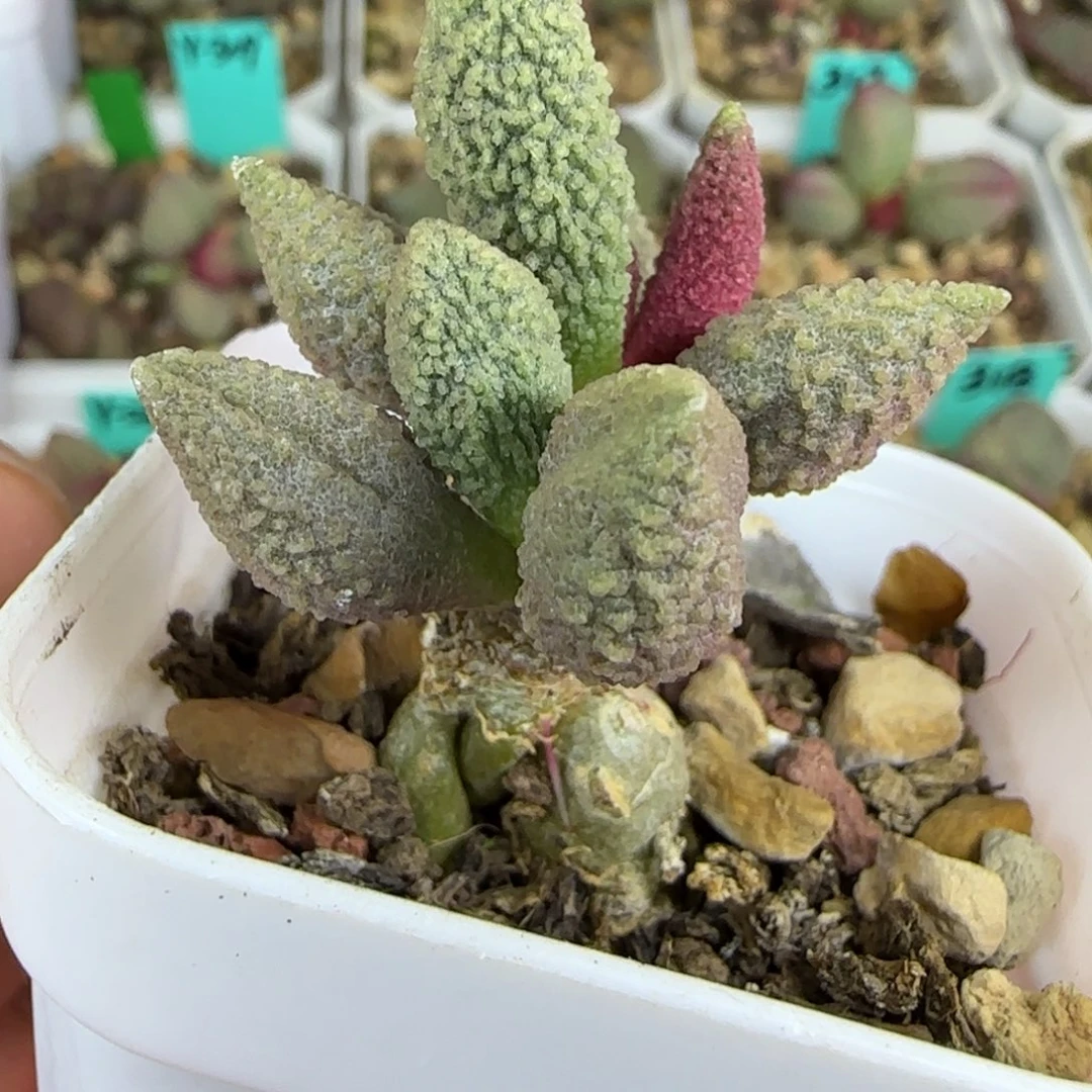 实生桩，带盆发，五方盆