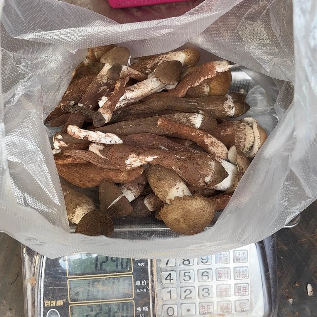 *****云南小表妹野生菌代购中国大陆