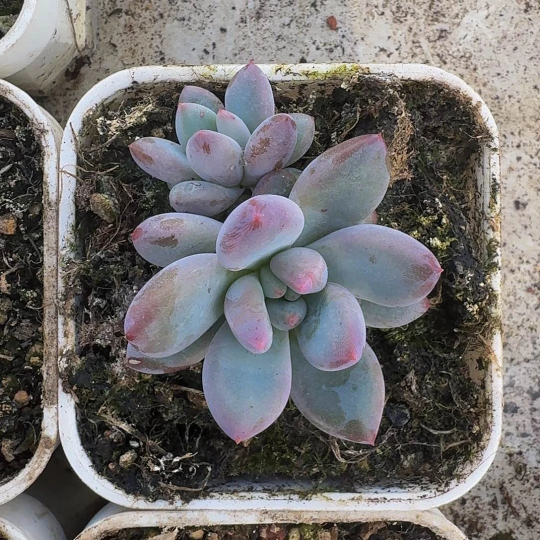 凯普盾 美人 一物一拍