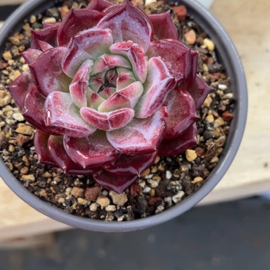 水*月拉图尔 夏鸣园艺